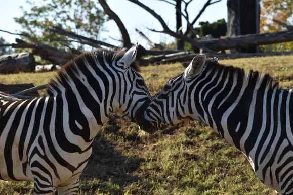 كازينو هوت لاين الدعم